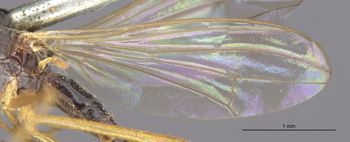 Media type: image;   Entomology 15672 Aspect: Wing front